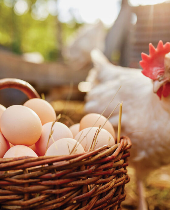 Agro Commodities <br>Trading